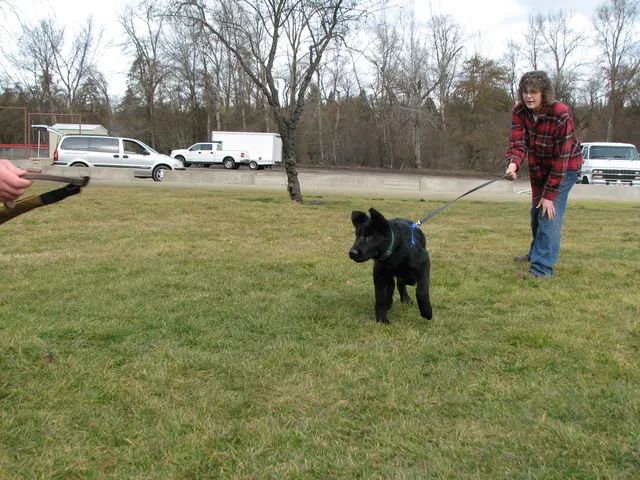 RVSC Club Training — February 14, 2009 — puppies, young working dogs, tug engagement, socialization and early helper work — photo 013
