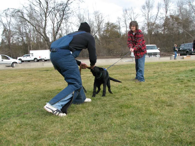 RVSC Club Training — February 14, 2009 — puppies, young working dogs, tug engagement, socialization and early helper work — photo 014