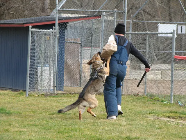 RVSC Club Training — February 14, 2009 — puppies, young working dogs, tug engagement, socialization and early helper work — photo 015