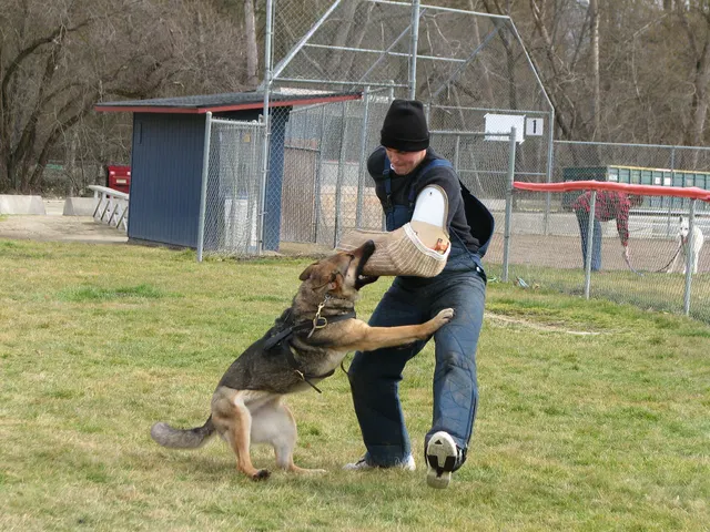 RVSC Club Training — February 14, 2009 — puppies, young working dogs, tug engagement, socialization and early helper work — photo 016