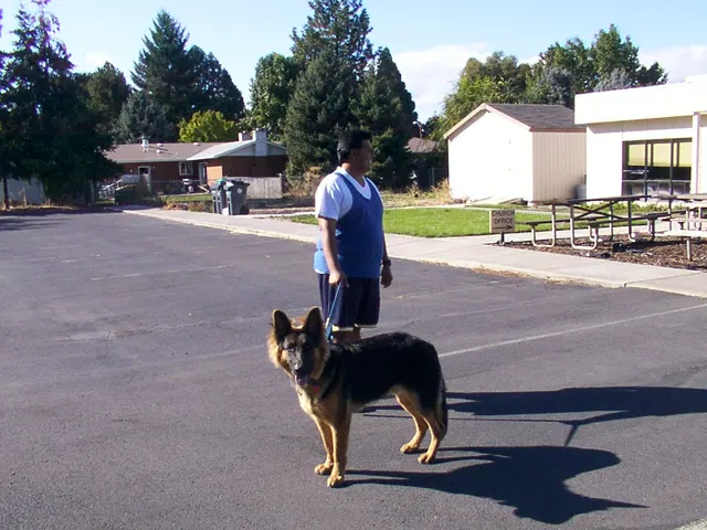 Pre-RVSC Working-Dog Training — January 2003 — German Shepherd handlers, obedience practice and working-dog portraits — photo 004