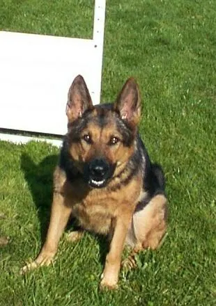 Pre-RVSC Working-Dog Training — January 2003 — German Shepherd handlers, obedience practice and working-dog portraits — photo 006
