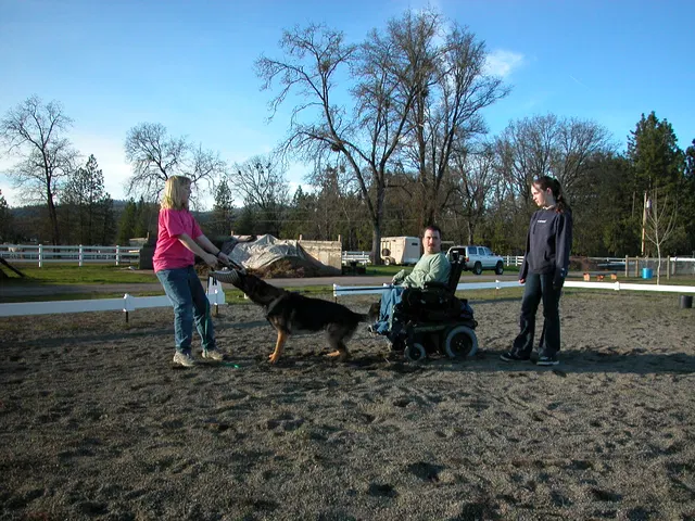 Early Working-Dog Club Training — January 30, 2005 — working dogs, handlers and controlled helper exercises — photo 006
