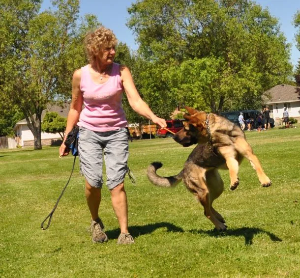RVSC Club Training — July 18, 2009 historical working-dog archive