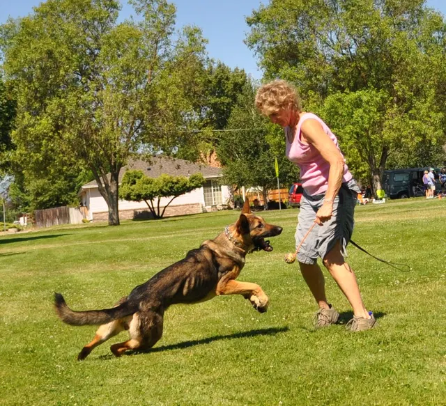 RVSC Club Training — July 18, 2009 — young dogs, handler engagement, working-dog portraits and obedience exercises — photo 002