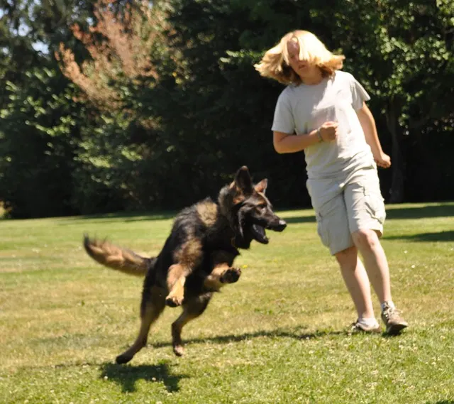 RVSC Club Training — July 18, 2009 — young dogs, handler engagement, working-dog portraits and obedience exercises — photo 010
