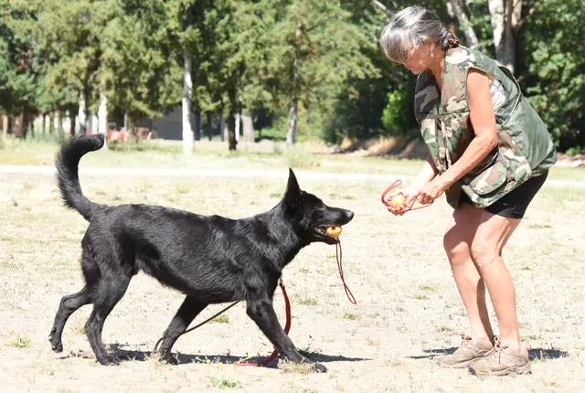 July 24, 2016 RVSC Club Training — a club member posing with a working dog at the RVSC field — photo 01