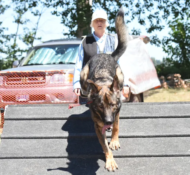 July 24, 2016 RVSC Club Training — a dog-and-handler team completing a structured field exercise — photo 08