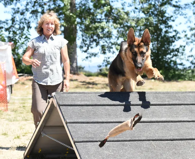 July 24, 2016 RVSC Club Training — a handler and working dog practicing obedience and engagement — photo 06