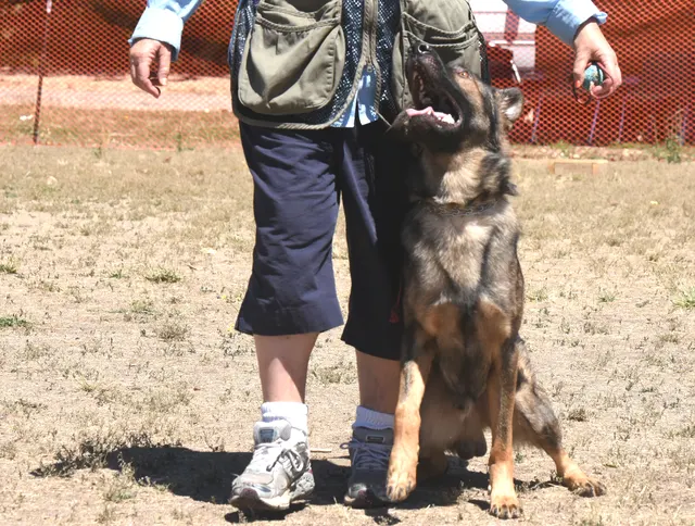 July 24, 2016 RVSC Club Training — a handler and working dog practicing obedience and engagement — photo 10