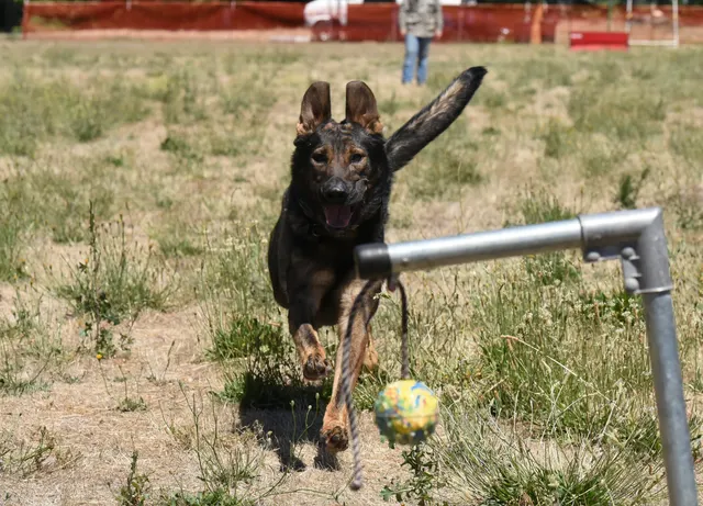 July 24, 2016 RVSC Club Training — a handler and working dog practicing obedience and engagement — photo 14