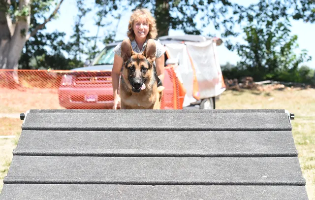 July 24, 2016 RVSC Club Training — a working dog negotiating a training obstacle — photo 07