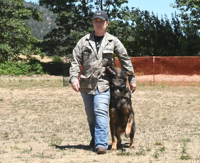 July 24, 2016 RVSC Club Training — a working dog negotiating a training obstacle — photo 11