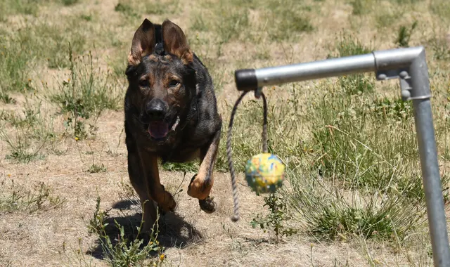 July 24, 2016 RVSC Club Training — a working dog negotiating a training obstacle — photo 15