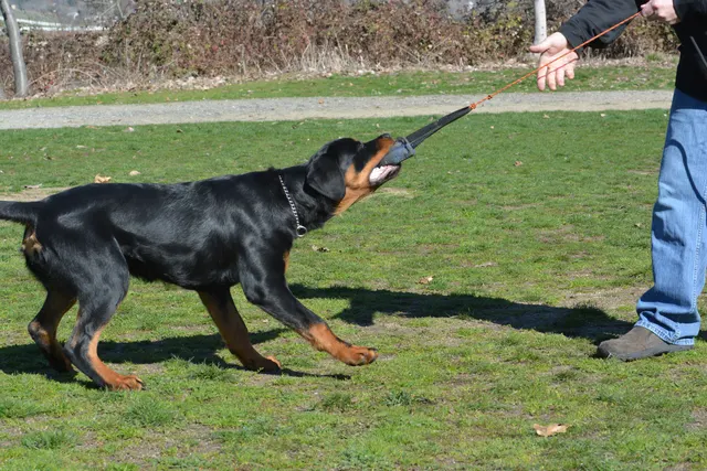 March 22, 2014 RVSC Club Training — a working dog driving toward a helper or reward during training — photo 05