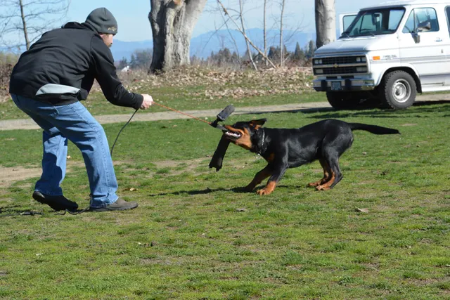 March 22, 2014 RVSC Club Training — a working dog driving toward a helper or reward during training — photo 10