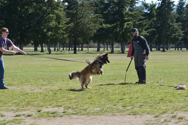 March 22, 2014 RVSC Club Training — a working dog driving toward a helper or reward during training — photo 20