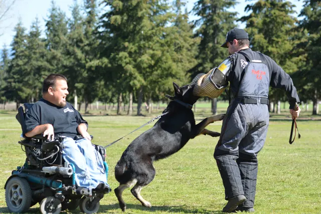 March 22, 2014 RVSC Club Training — a working dog driving toward a helper or reward during training — photo 30