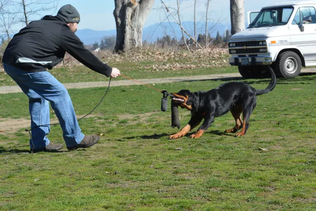 March 22, 2014 RVSC Club Training — a working dog engaging a helper during controlled protection training — photo 09