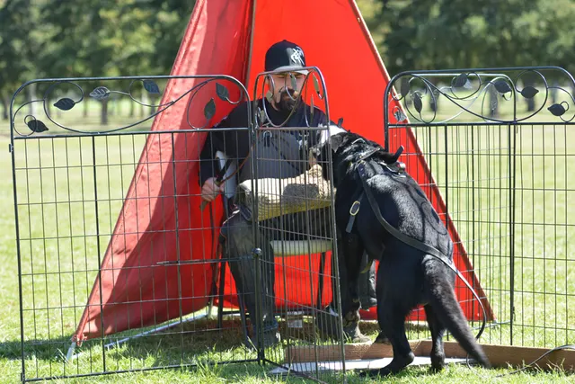 March 22, 2014 RVSC Club Training — a working dog engaging a helper during controlled protection training — photo 14