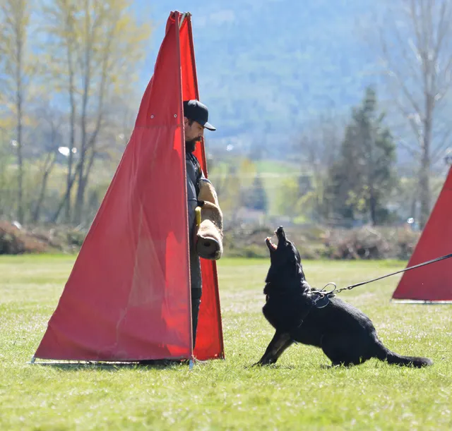 March 22, 2014 RVSC Club Training — a working dog engaging a helper during controlled protection training — photo 19