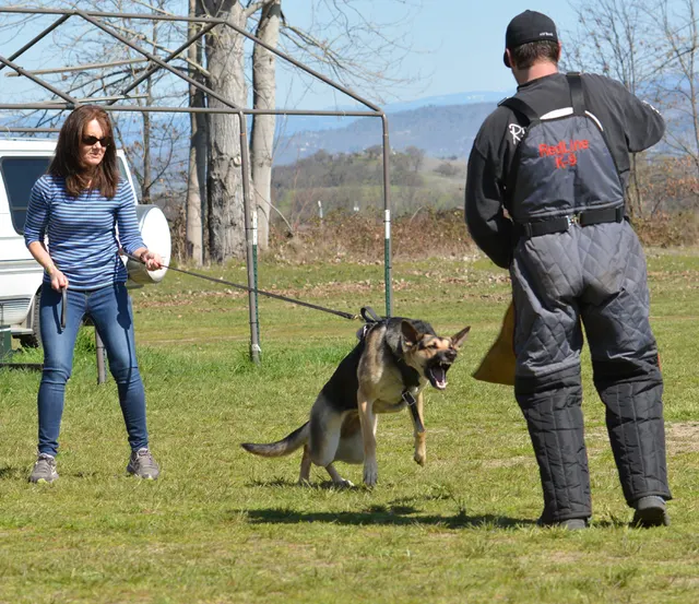March 22, 2014 RVSC Club Training — a working dog engaging a helper during controlled protection training — photo 24