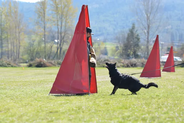 March 22, 2014 RVSC Club Training — a working dog training near a Schutzhund blind — photo 18