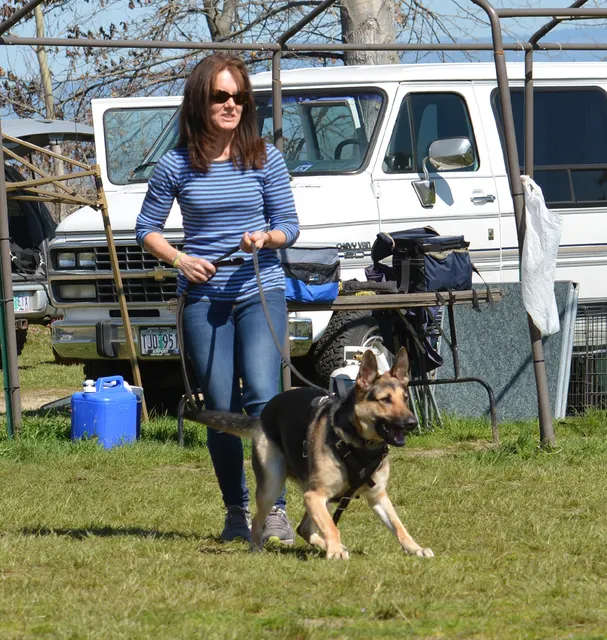 March 22, 2014 RVSC Club Training — a working dog training near a Schutzhund blind — photo 23