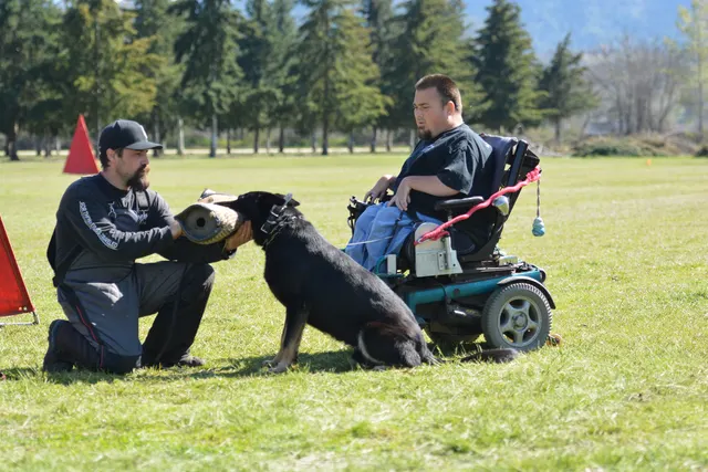 March 22, 2014 RVSC Club Training — a working dog training near a Schutzhund blind — photo 28