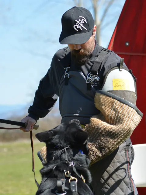 March 22, 2014 RVSC Club Training — a handler and working dog practicing obedience and engagement — photo 17