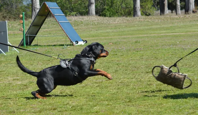 March 22, 2014 RVSC Club Training — a handler and working dog practicing obedience and engagement — photo 22