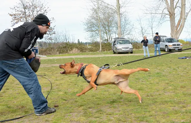 March 24, 2013 RVSC Club Training on March 24, 2013 — a working dog moving strongly toward the helper during drive-building work — photo 12