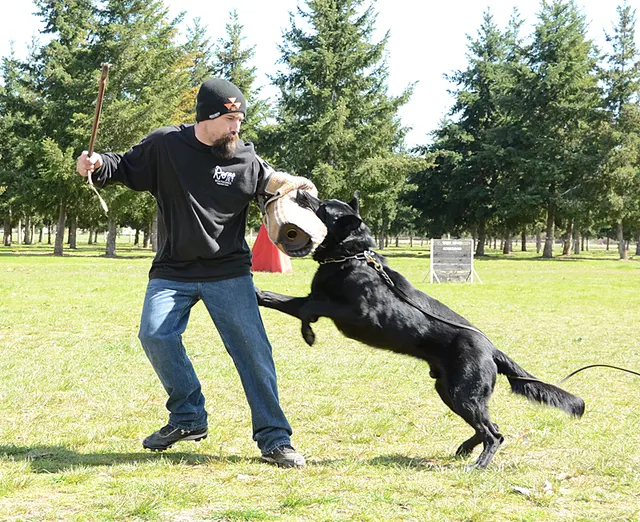 March 24, 2013 RVSC Club Training on March 24, 2013 — a working dog driving toward the helper during a controlled protection exercise — photo 09