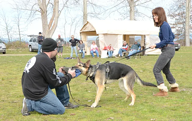 March 24, 2013 RVSC Club Training on March 24, 2013 — a German Shepherd engaging the helper during protection training — photo 14