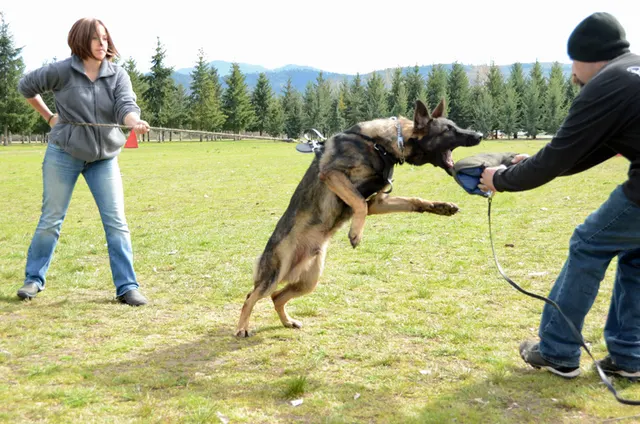 March 24, 2013 RVSC Club Training on March 24, 2013 — a German Shepherd driving toward a tug or sleeve reward during training — photo 17