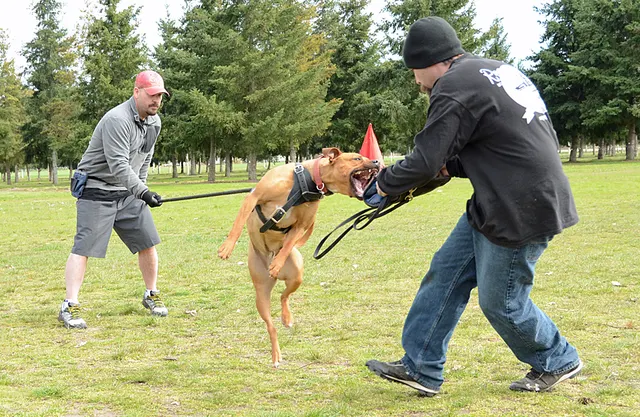 March 24, 2013 RVSC Club Training on March 24, 2013 — a handler and dog beginning a protection exercise with the helper — photo 10