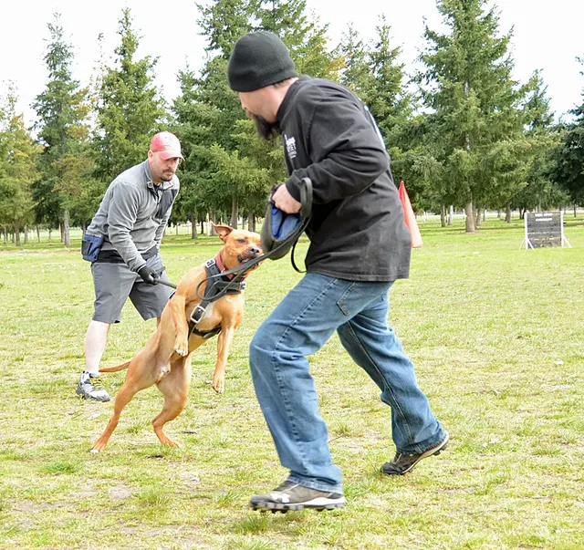 March 24, 2013 RVSC Club Training on March 24, 2013 — a working dog engaging the helper during Schutzhund protection training — photo 11