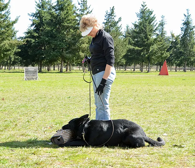 March 24, 2013 RVSC Club Training on March 24, 2013 — a working dog holding position while the handler practices control — photo 08