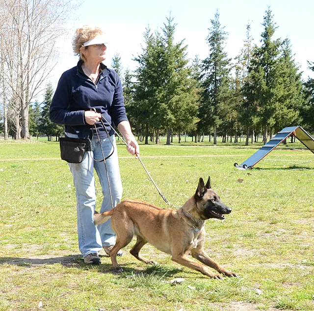 March 24, 2013 RVSC Club Training on March 24, 2013 — a handler working a dog through an obedience and engagement exercise — photo 07