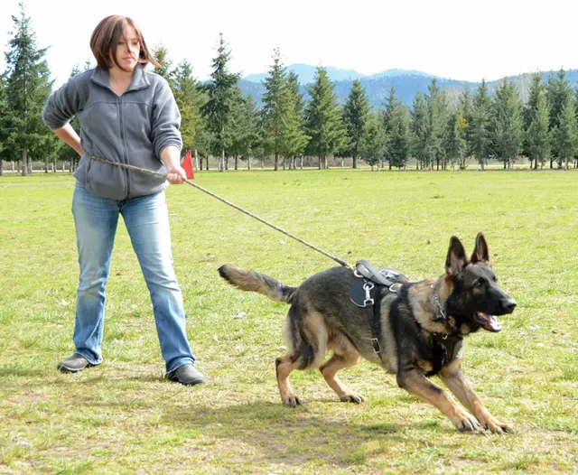 March 24, 2013 RVSC Club Training on March 24, 2013 — a German Shepherd moving under handler control on the club field — photo 15