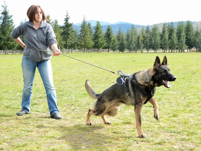March 24, 2013 RVSC Club Training on March 24, 2013 — a German Shepherd maintaining focus during handler work — photo 16