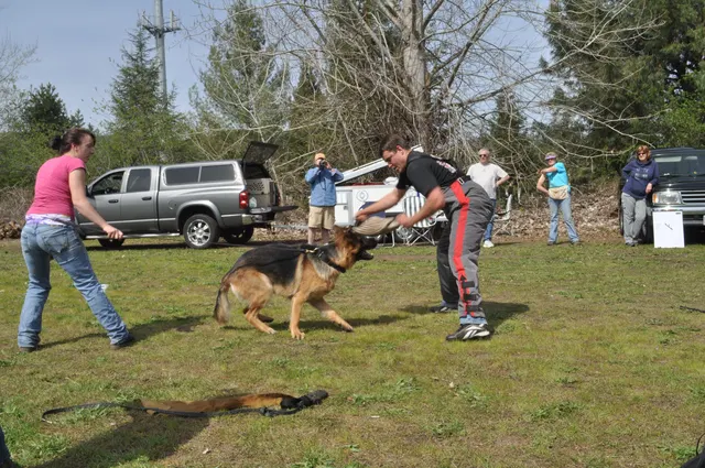 RVSC Club Training — March 26, 2010 — helper work, grip development, blinds and controlled protection training — photo 008