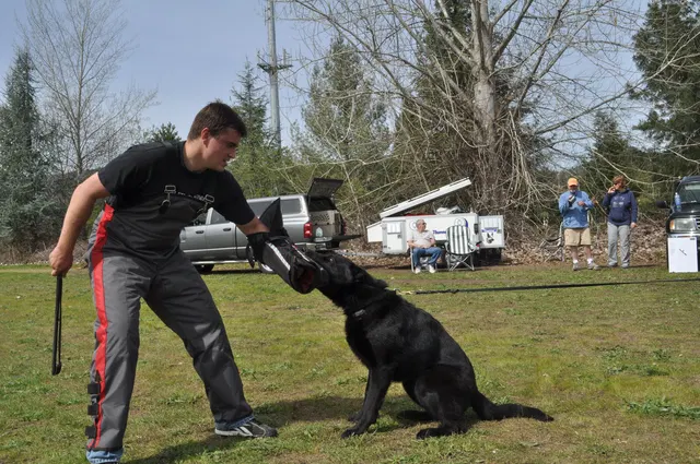 RVSC Club Training — March 26, 2010 — helper work, grip development, blinds and controlled protection training — photo 010