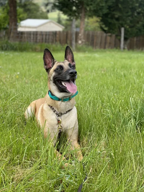 May 1, 2021 Club Training — a Belgian Malinois posing on the grass between training exercises — photo 05