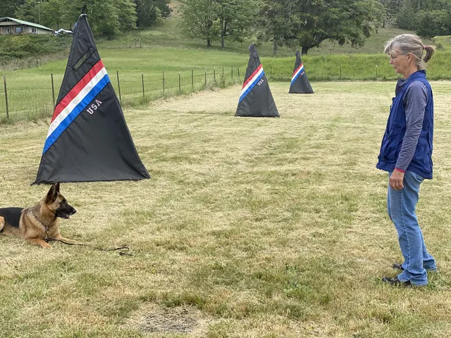 May 1, 2021 Club Training — a working dog engaging the helper at the Schutzhund blind — photo 01