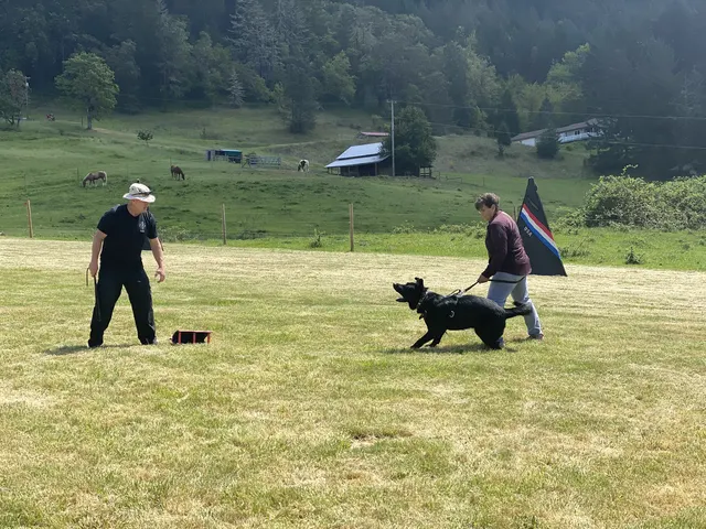 May 1, 2021 Club Training — a working dog engaging the helper during a protection exercise