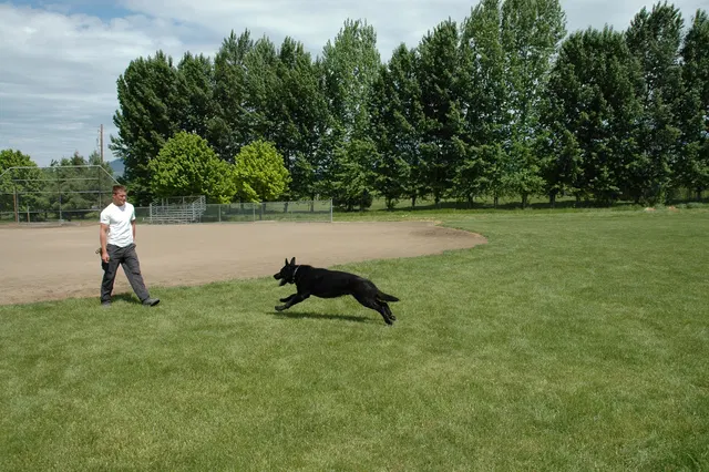 RVSC Club Training — May 14, 2006 — obedience, recalls, field control and Schutzhund blind exercises — photo 006