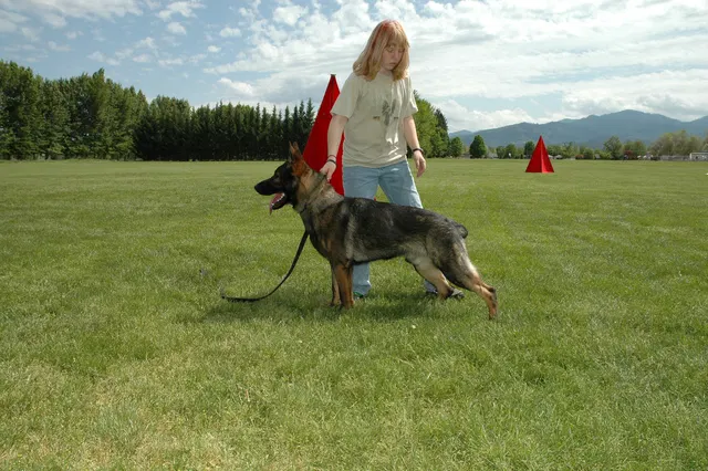 RVSC Club Training — May 14, 2006 — obedience, recalls, field control and Schutzhund blind exercises — photo 017
