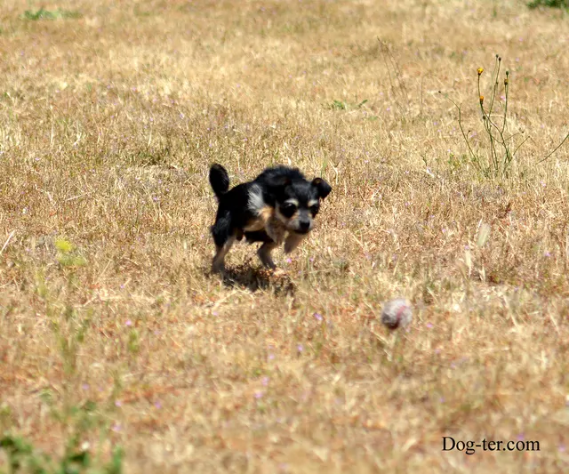 May 31, 2014 RVSC Club Training — a handler posing with a working dog at the RVSC field — photo 05