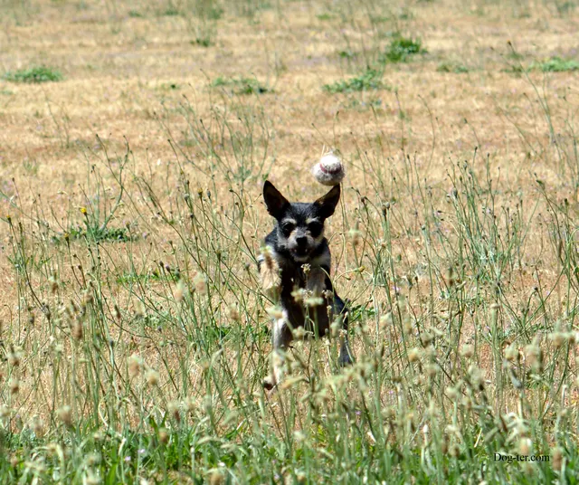 May 31, 2014 RVSC Club Training — a handler posing with a working dog at the RVSC field — photo 09